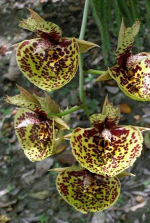 Catasetum Susan Fuchs 'Jumbo'