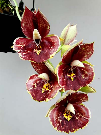 Catasetum Susan Fuchs 'Sun Face'