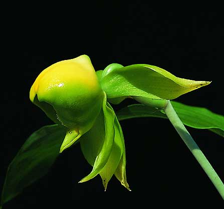 Catasetum viridiflavum 'Jumbo Green Gem'