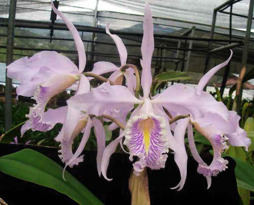 Cattleya maxima tall