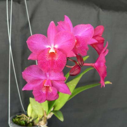 Cattleytonia Jamaica Red