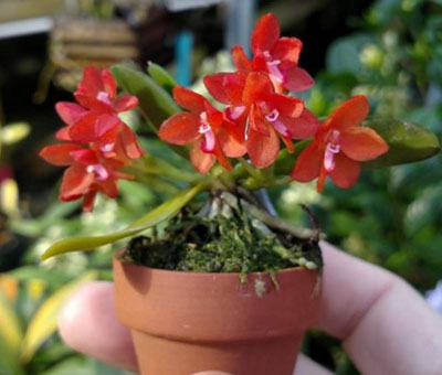 Ceratocentron fesselii x Tuberolabium kotoense (pot)