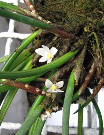 Ceratostylis incognita