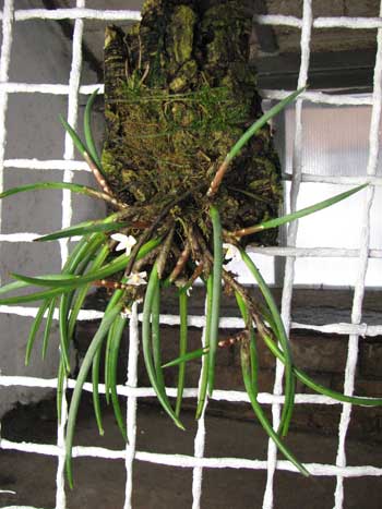 Ceratostylis incognita