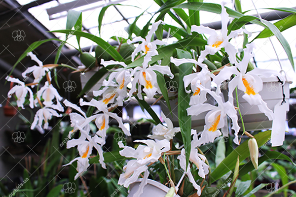 Coelogyne cristata