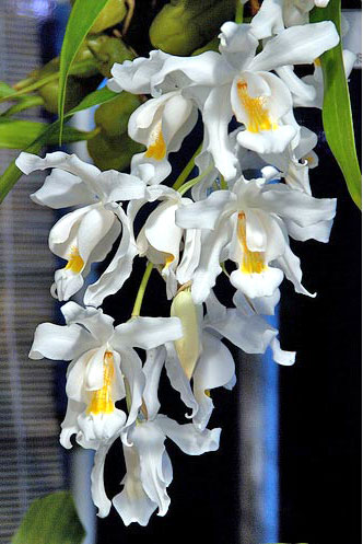 Coelogyne cristata
