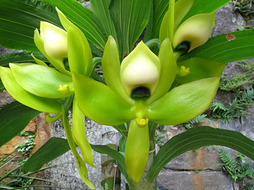 Cycnoches chlorochilon