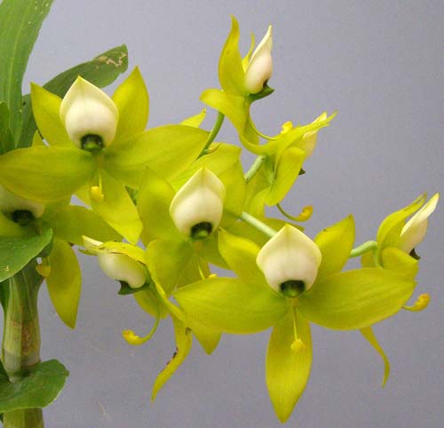 Cycnoches warcewiczii
