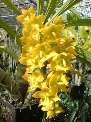 Cycnodes Jumbo Puff