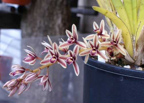 Cymbidium aloifolium