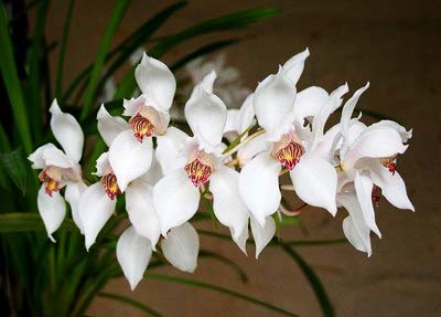 Cymbidium erythrostylum