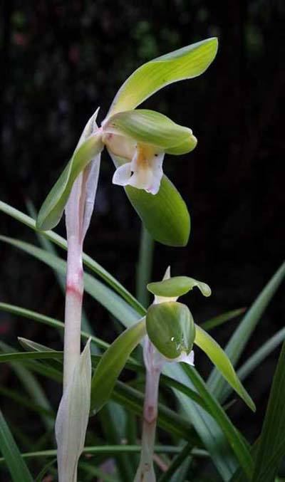 Cymbidium goeringii