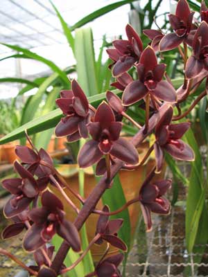 Cymbidium Little Black Sambo 'Black Magic'