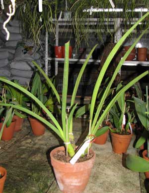 Cymbidium Little Black Sambo 'Black Magic'