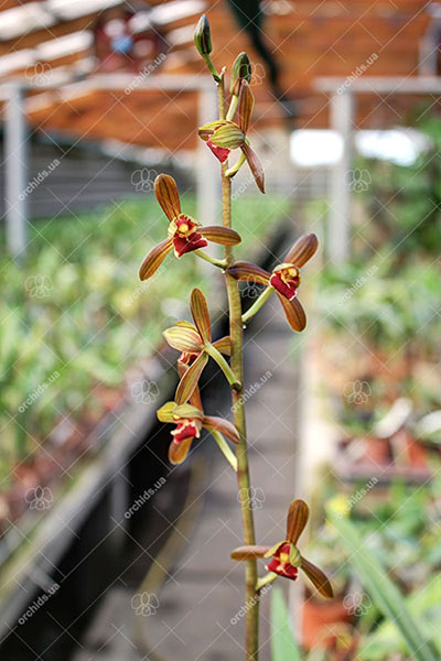 Cymbidium sinense
