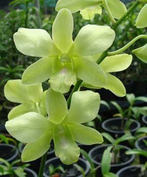 Dendrobium Aridang Green