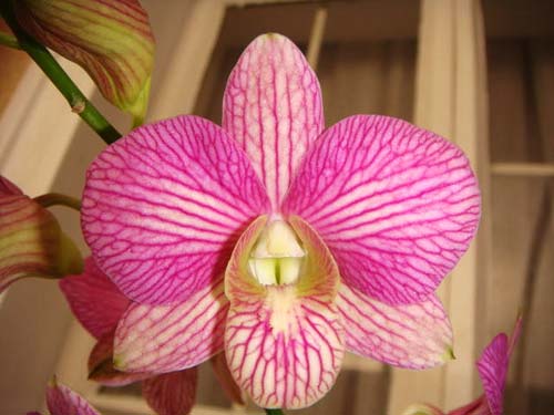 Dendrobium Aridang Green x Burana Stripe