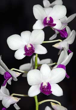 Dendrobium Burana Charming