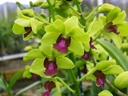 Dendrobium Burana Jade