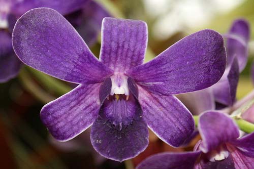 Dendrobium Burana Saphire