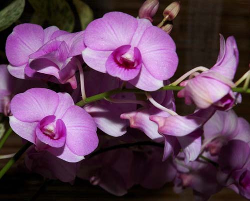 Dendrobium Chao Phaya Gems