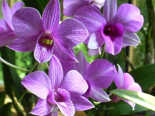Dendrobium Chid Chom Blue
