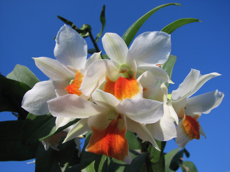 Dendrobium Dawn Marie