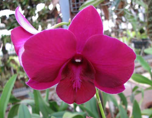 Dendrobium Big Ham
