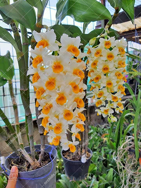 Dendrobium thyrsiflorum
