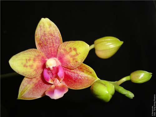 Doritaenopsis Tying Shing Phoenix