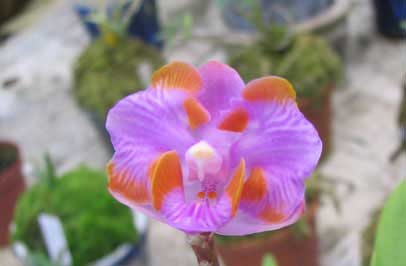 Doritis pulcherrima aquinii