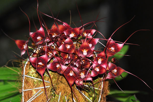 Dracula hirsuta red