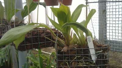Gongora catilligera