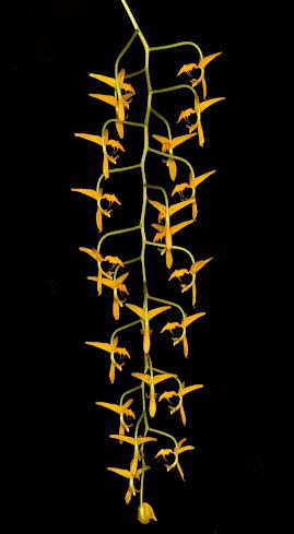 Gongora gratulabunda