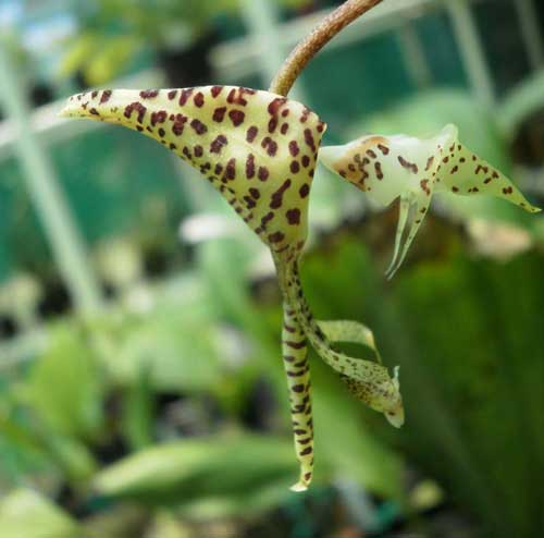 Gongora nigropunctata