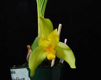 Ida ciliata x Lycaste macrobulbon