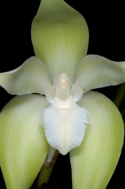 Ida fimbriata