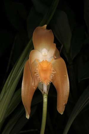 Ida fulvescens
