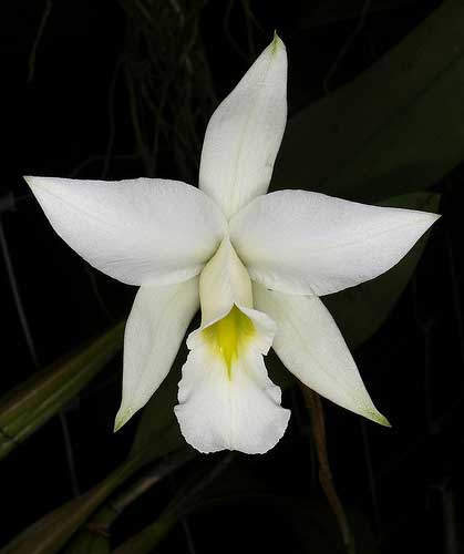 Laelia anceps var. alba