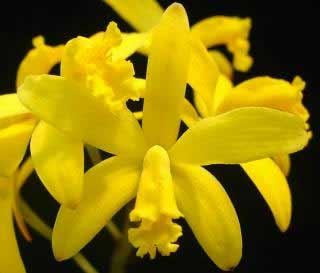 Laelia briegeri