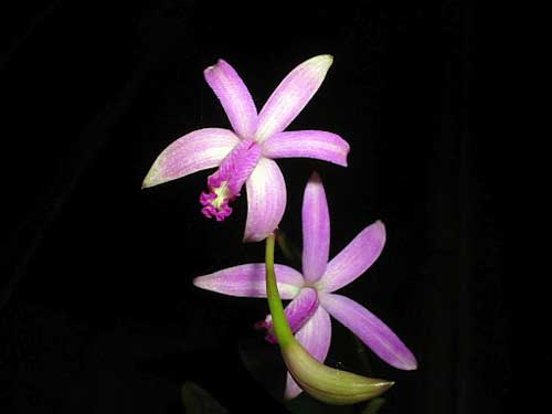Laelia crispilabia