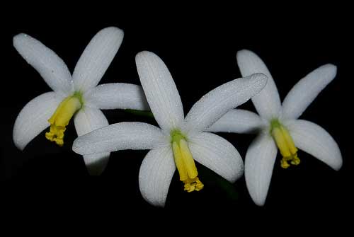 Laelia fournieri