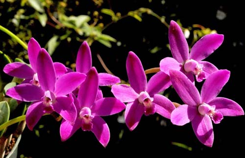 Laelia ghillanyi