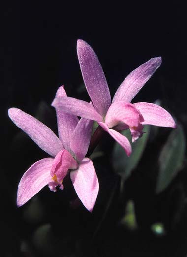 Laelia kettieana