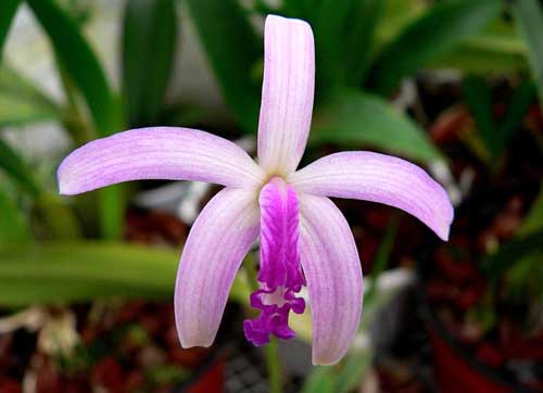 Laelia mantiqueirae