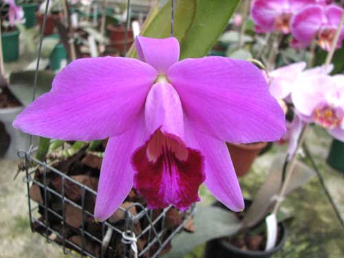 Laelia pumila