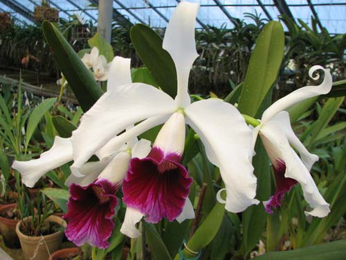Laelia purpurata