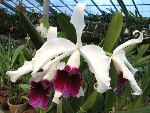 Laelia purpurata