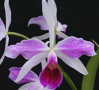 Laelia purpurata Estriata 'Doracy' x Self