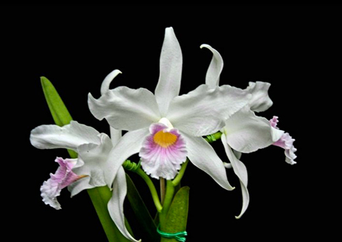 Laelia purpurata russeliana